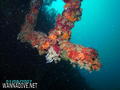 scuba diving photo