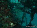 scuba diving photo