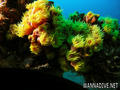 scuba diving photo