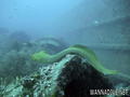 scuba diving photo