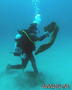 scuba diving photo