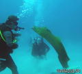 scuba diving photo
