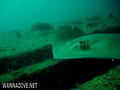 scuba diving photo