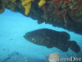 scuba diving photo
