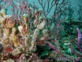 scuba diving photo