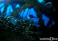 scuba diving photo