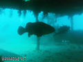 scuba diving photo