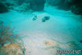scuba diving photo