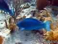scuba diving photo