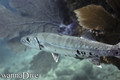 scuba diving photo