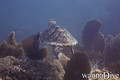 scuba diving photo