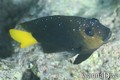 scuba diving photo
