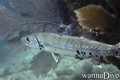 scuba diving photo