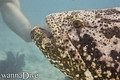 scuba diving photo