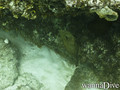 scuba diving photo