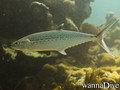 scuba diving photo