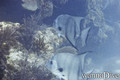 scuba diving photo