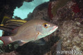 scuba diving photo