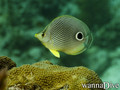 scuba diving photo
