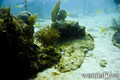 scuba diving photo