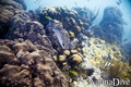 scuba diving photo