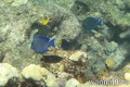 scuba diving photo