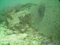 scuba diving photo