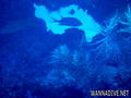 scuba diving photo