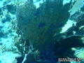 scuba diving photo