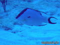 scuba diving photo