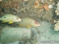 scuba diving photo