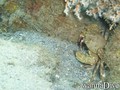 scuba diving photo