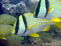 scuba diving photo
