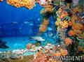 scuba diving photo