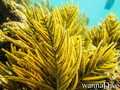 scuba diving photo