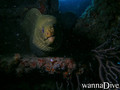 scuba diving photo