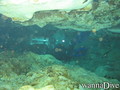 scuba diving photo