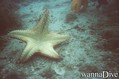 scuba diving photo