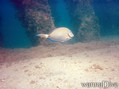 scuba diving photo
