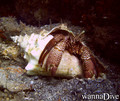 scuba diving photo