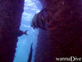 scuba diving photo