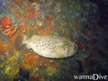 scuba diving photo