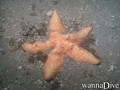 scuba diving photo