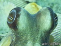 scuba diving photo