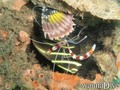scuba diving photo