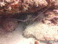 scuba diving photo