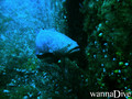 scuba diving photo