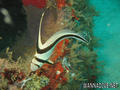 scuba diving photo