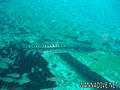 scuba diving photo