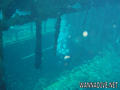 scuba diving photo